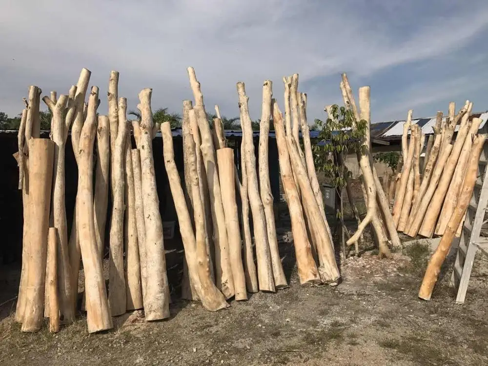 
Cultivated Malaysia Agar_wood Wood Logs with Skin Removed 