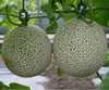 OFFER FROZEN GREEN MELON, HONEYDEW MELON WITH BEST PRICE