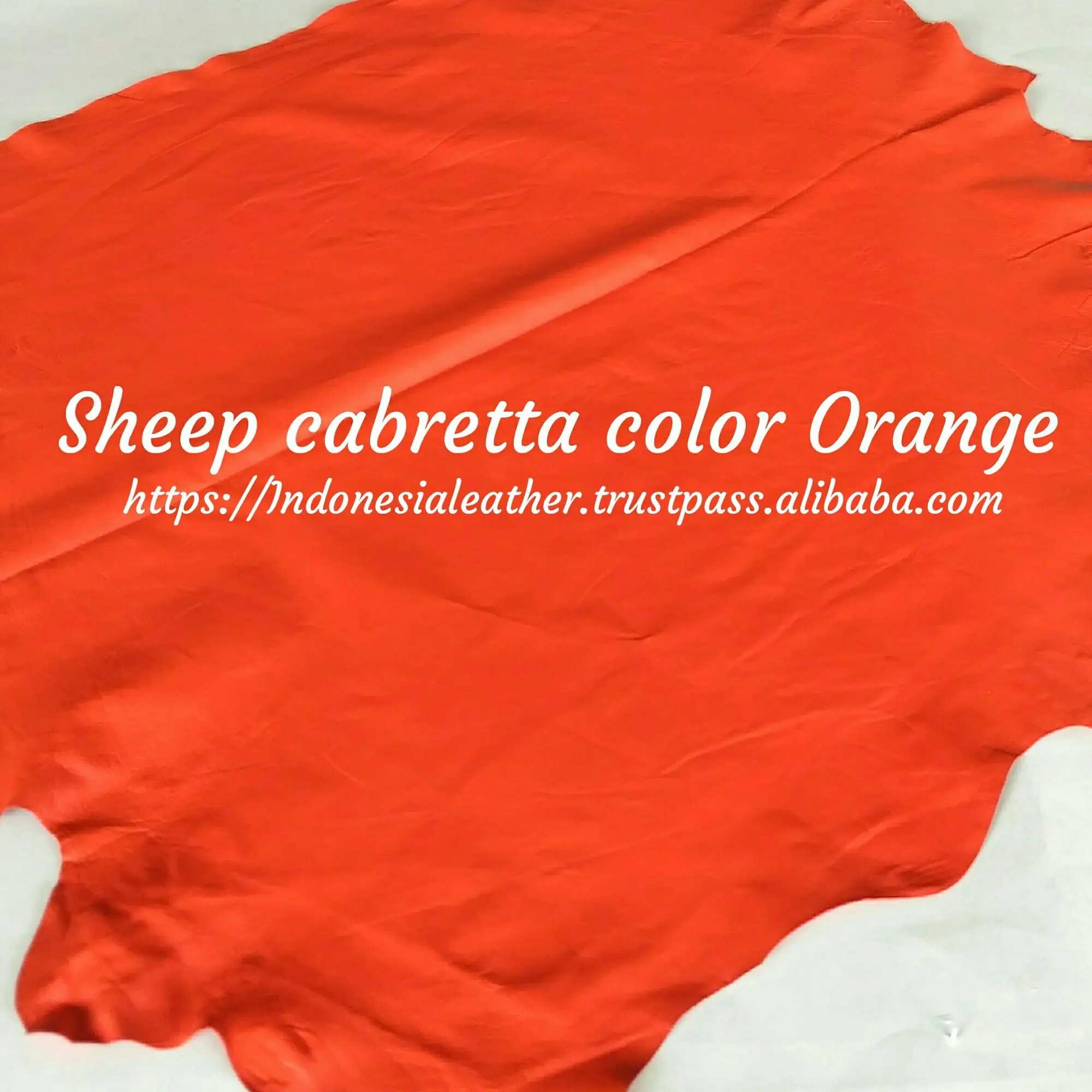 sheep cab col. orange.jpg