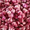 Fresh red Onion