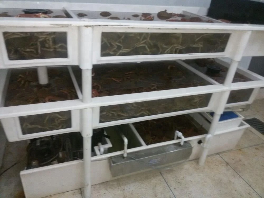 
High Quality olig KING CRAB Whole Live crab Morocco for wholesale 