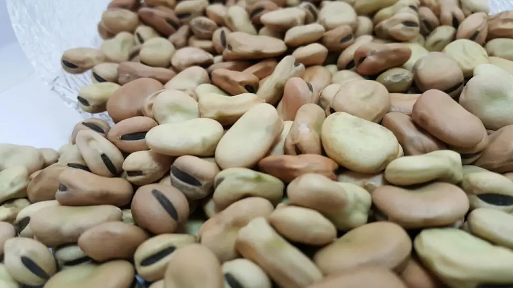 
broad beans 