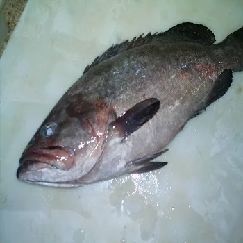 茶色の斑点のあるハタの魚 海王星のハタの魚 青い斑点のあるハタ Buy 新鮮なハタ魚 白ハタ魚 赤ハタ魚 Product On Alibaba Com