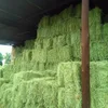 Recent Alfafa Hay for Animal Feeding Stuff / hay cubes / alfalfa hay and cubes