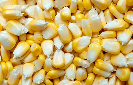 high quality wholesale fresh corn for sale / fresh frozen sweet