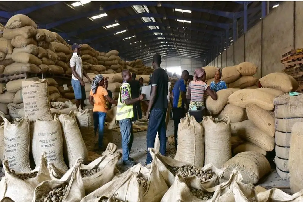 World Famous Ghana Dried Raw Cashew Nuts / High Quality Nuts Buy