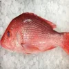 Long Shelf Life Frozen 150-350g size fresh high quality frozen red snapper sea bream fish whole round