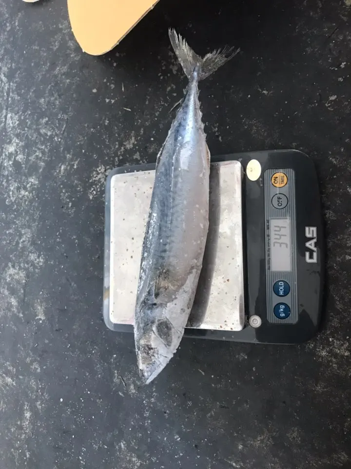 
FROZEN PACIFIC MACKEREL W/R 