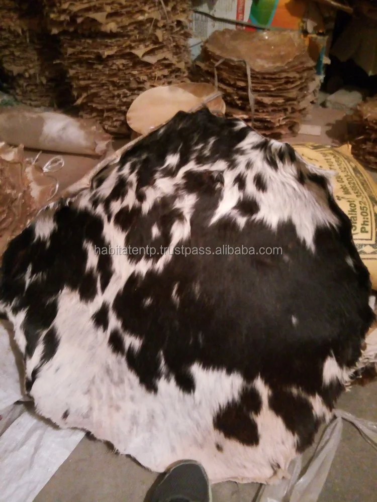 Wet Salted Cow Head Skin Total Fresh Drum Head Skins Buy Transparent