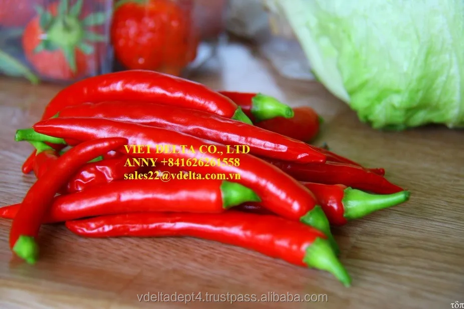 fresh red chilli high quality anny 841626261558