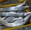 frozen fresh conger eel fish