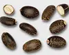 Jatropha Seed From South Africa