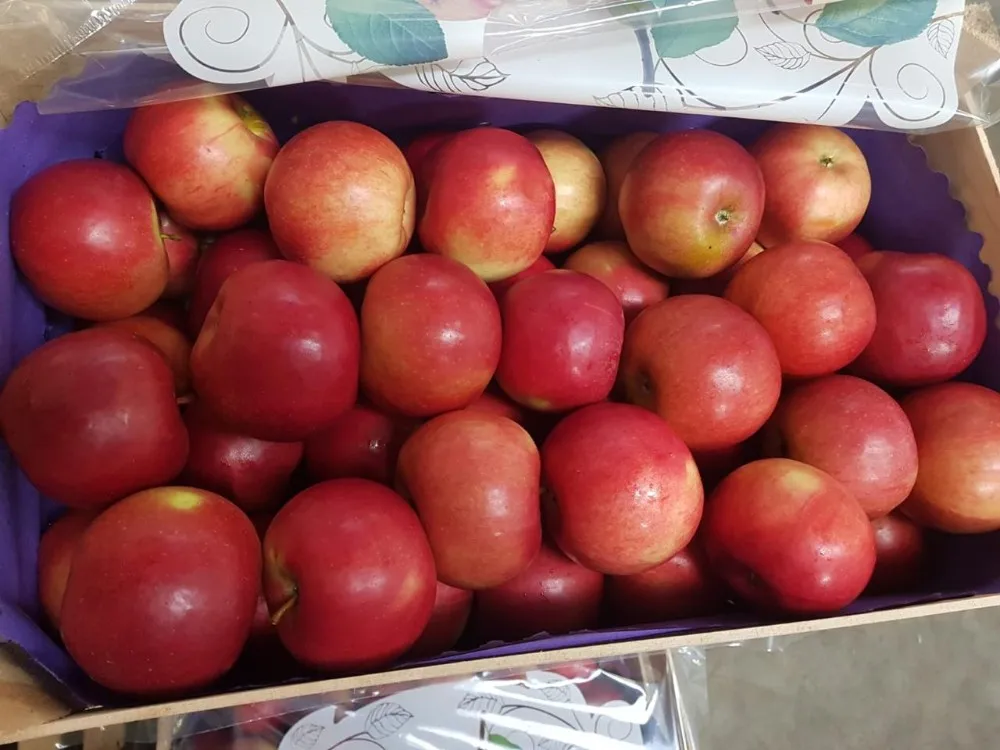 Fresh Fruits Apples Fresh Prince Red Apples Polish Origin Apples Buy