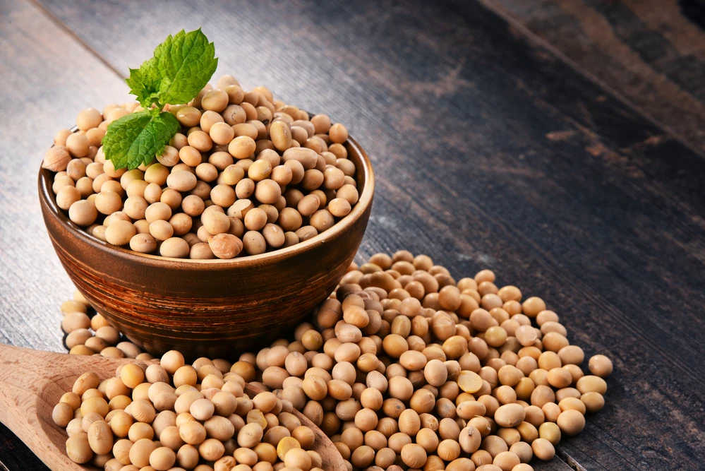 soybeans /soya bean (8.0mm) with high quality