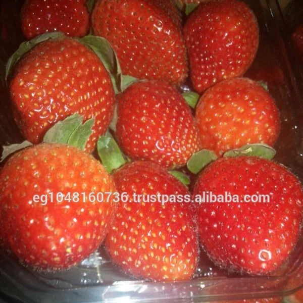 
Egyptian Sweet Strawberry, High Quality strawberry, Best Price, Sweet taste 