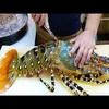 Delicious Seafood Products Wild Live Red Spenny Lobster Frozen Wild Crawfish