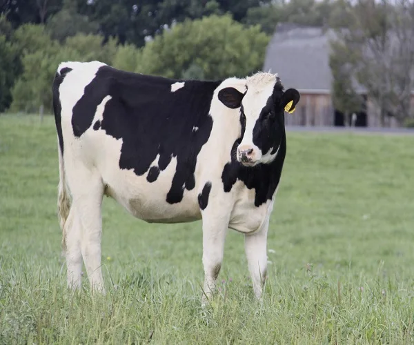 
High Quality Live Dairy Cows / Pregnant Holstein Heifers 