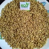 Malt Barley