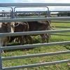 cattle yard panel,cheap design cattle panels for sale,wholesale bulk livestock cattle panels
