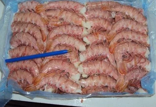 
ARGETINIAN RED SHRIMP (PLEOTICUS MUELLERI) 