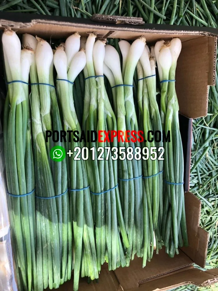 SPRING ONION (14)