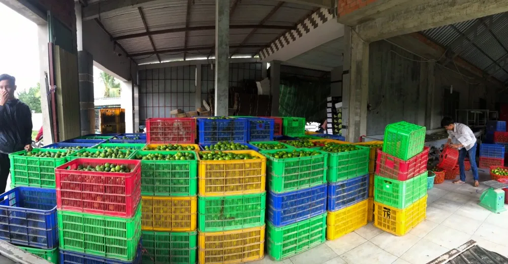 Bulk Lime Low Price / Lime Vietnam Export Standard +84845639639