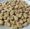 /product-detail/best-quality-dried-broad-fava-beans-62005416953.html