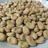 Premium Grade Dried Broad / Fava Beans