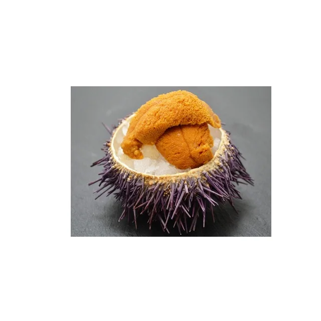 
frozen sea urchin 