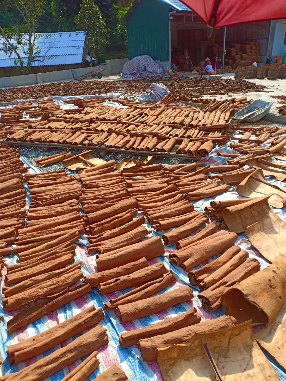 Vietnam Cinnamon Stick Split Cassia - WS: 0084989 322 607