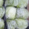 fresh Iceberg lettuce high quality (A)
