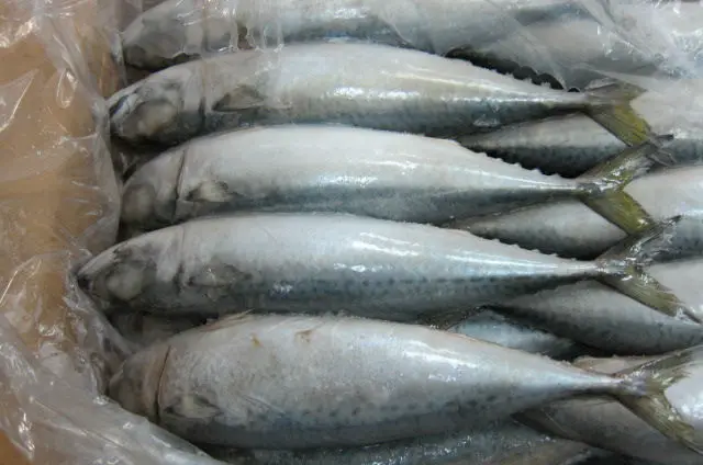 Beku Ikan Sarden Ikan Untuk Dijual Buy Harga Untuk Ikan Beku Product On Alibaba Com