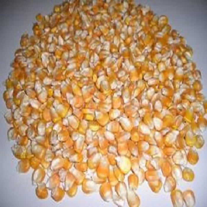 
Dry Yellow Corn For Animal Feed For Sale 