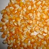 QUALITY GRADE 1 YELLOW CORN & WHITE CORN/MAIZE FOR HUMAN & ANIMAL FEED