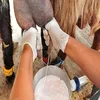 Milking Saanen Goats /Pregnant Saanen Goats for sale