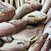 Fresh Frozen Hake Whole Fish/ Frozen Hake Fish Fillet Hake