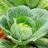 Fresh Cabbages/Spring Cabbage/Ukraine Cabbage Exporters