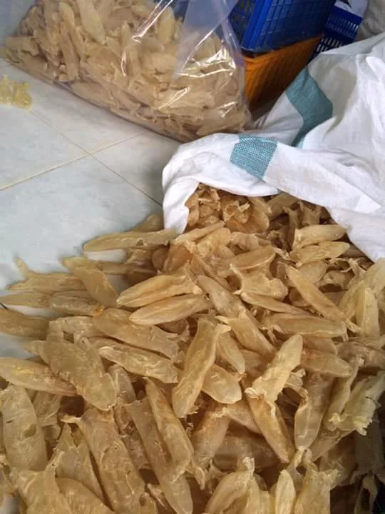 Vietnam Basa Fish Swim Bladder Cube Or Piece/ Dried Fish Maw/ Fish Maw