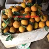 Fresh Oranges/fresh fruit /fresh oranges sweet orange