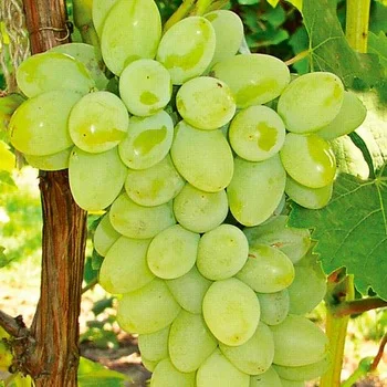 
Quality Sweet Thompson Seedless Sweet Fresh Grapes for Wholesale 