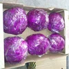 Fresh Cabbage, Green Cabbage, Red Cabbage from Denmark