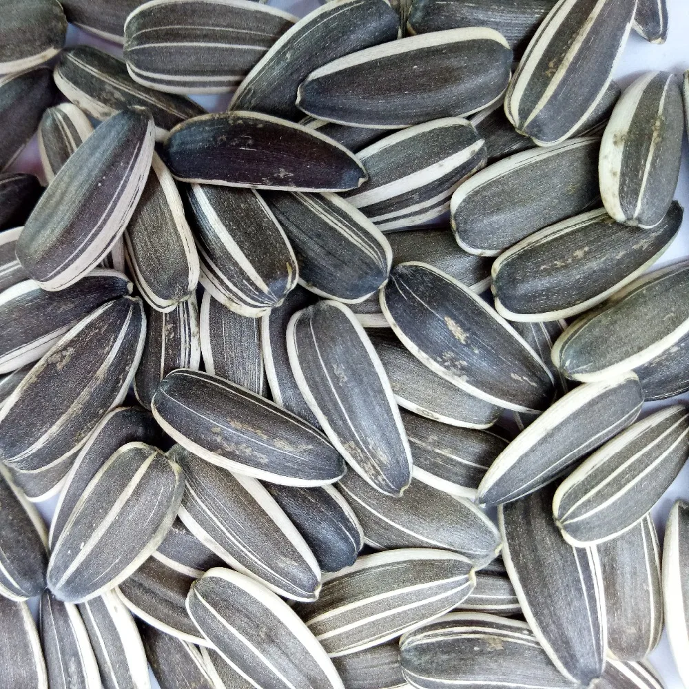 Как выглядит белый подсолнух Sunflower Seed/quality Sunflower Seeds For Human Consumption - Buy Семена Подсол