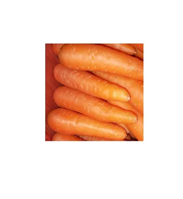 Fresh Organic Carrots High Quality Long Red Variety 80cm Size Newest Crop Mildly Sweet for Food Use