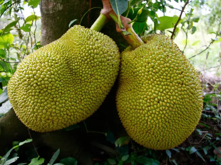 Jackfruit,Dried Jack Fruit,Healthy Freeze Dried Jack Fruit Buy Fresh Jackfruit Product on Jackfruit,Dried Jack Fruit,Healthy Freeze Dried Jack Fruit Buy Fresh Jackfruit Product on