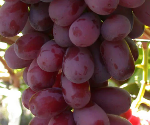 
Hot Selling Top Quality Crimson Seedless Grapes For Wholesale 