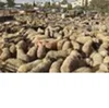 Live Awassi Sheep Healthy /Live Awassi Sheep and Lambs for sale