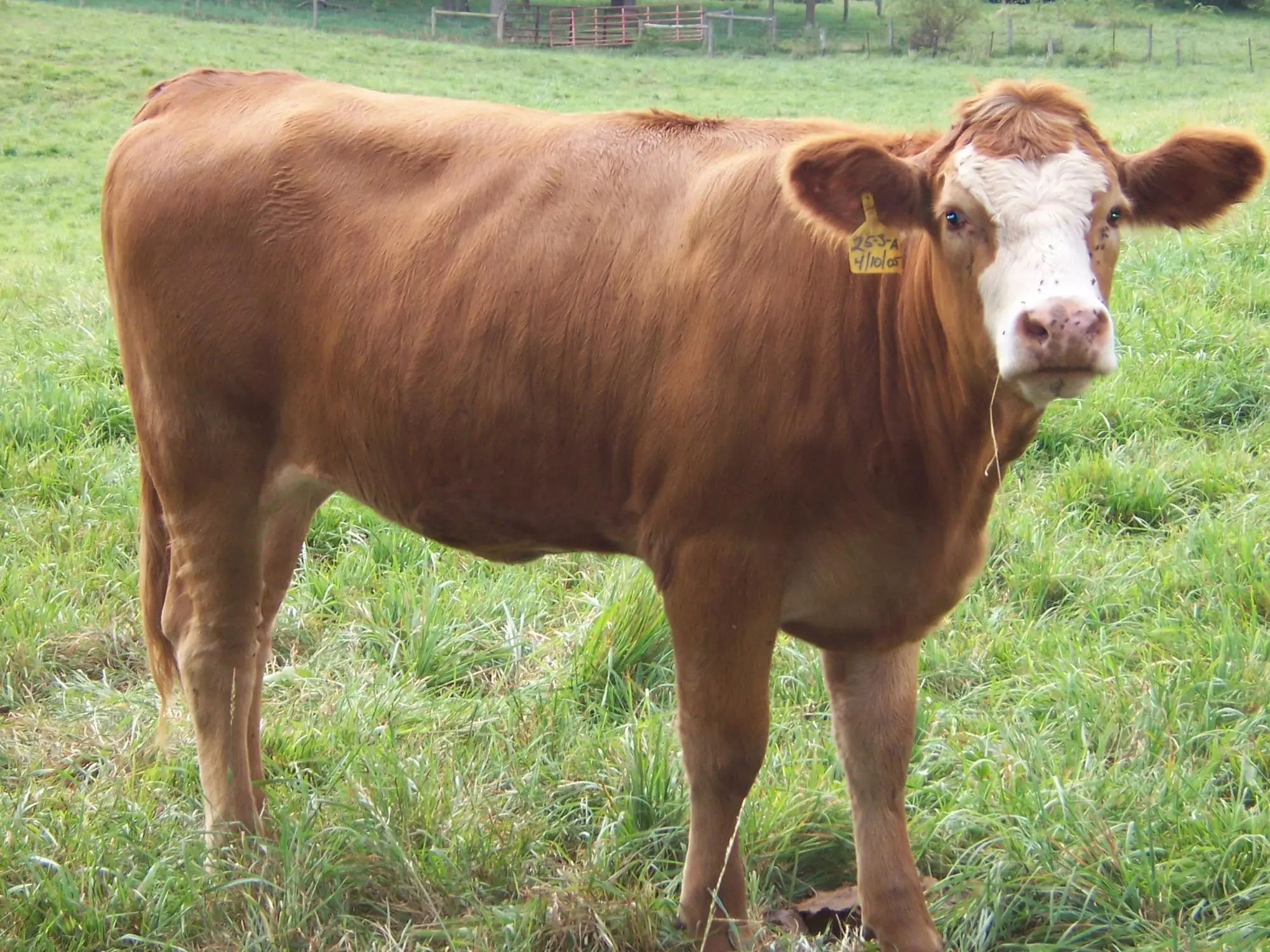 live healthy simmental bull/ cattle/cow