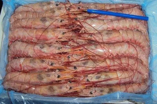 
ARGETINIAN RED SHRIMP (PLEOTICUS MUELLERI) 