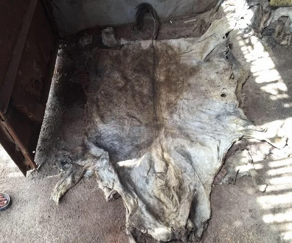 High Dry And Wet Salted Donkey Hides For Sale Buy Cow Hides For