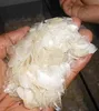 FISH SCALES FROM VIETNAM (whatsapp: +84 344 010 866)